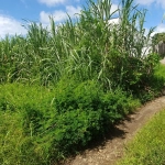 Terrain constructible 509 m2 à Sainte-Suzanne