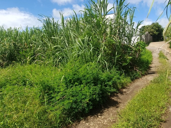 Terrain constructible 509 m2 à Sainte-Suzanne