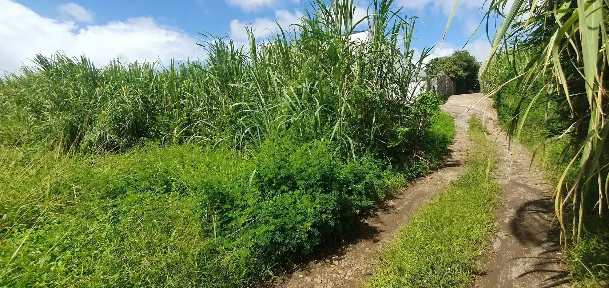 Terrain constructible 509 m2 à Sainte-Suzanne 