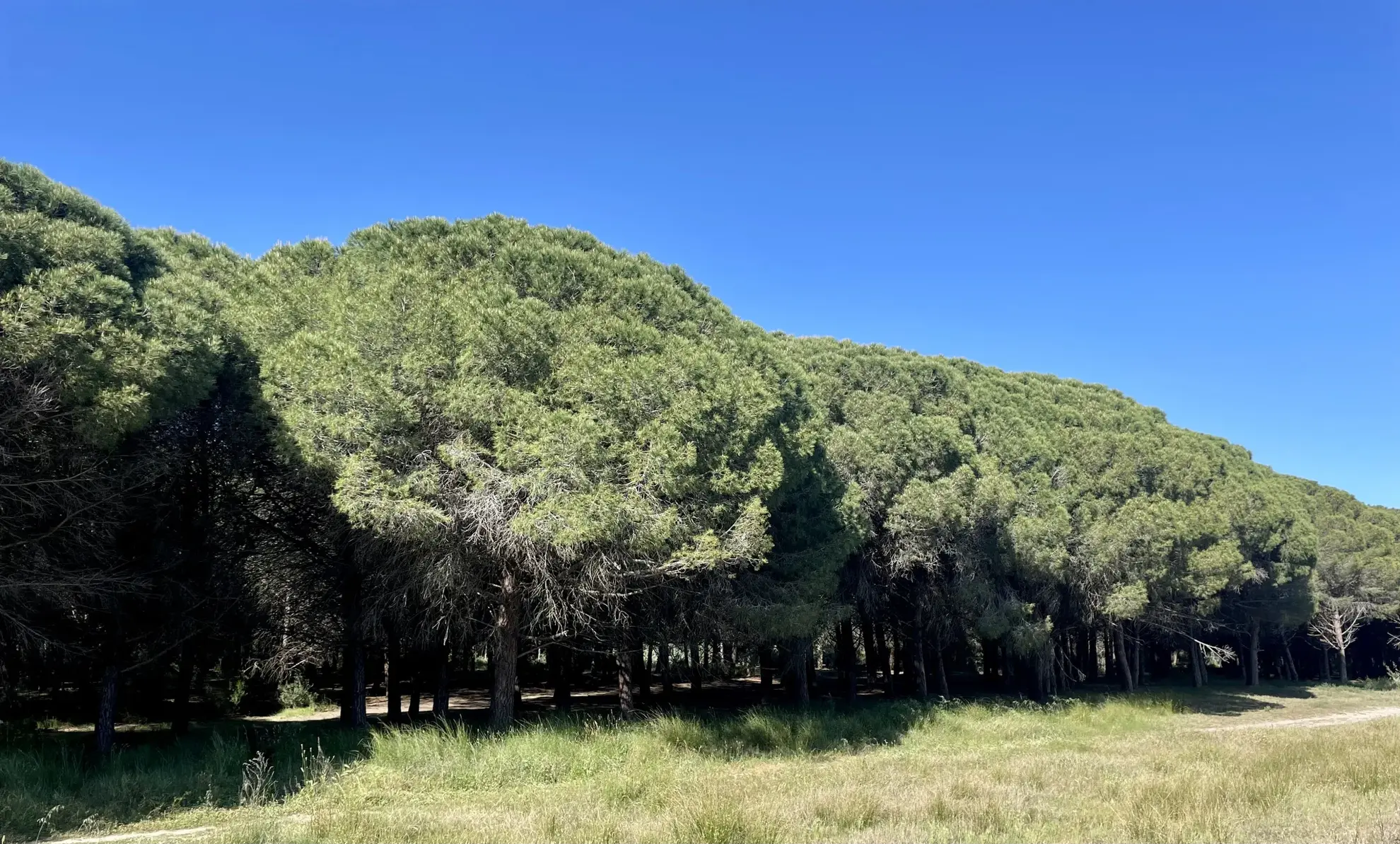 EXCLUSIVITE - LA GRANDE MOTTE- STUDIO double cabines 
