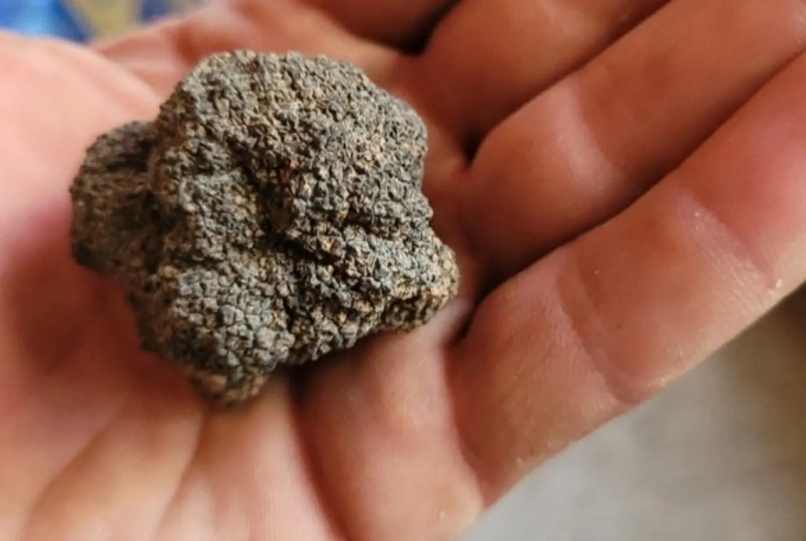 Terrain de loisirs en garrigue, gîte insolite à Milhaud 30540 
