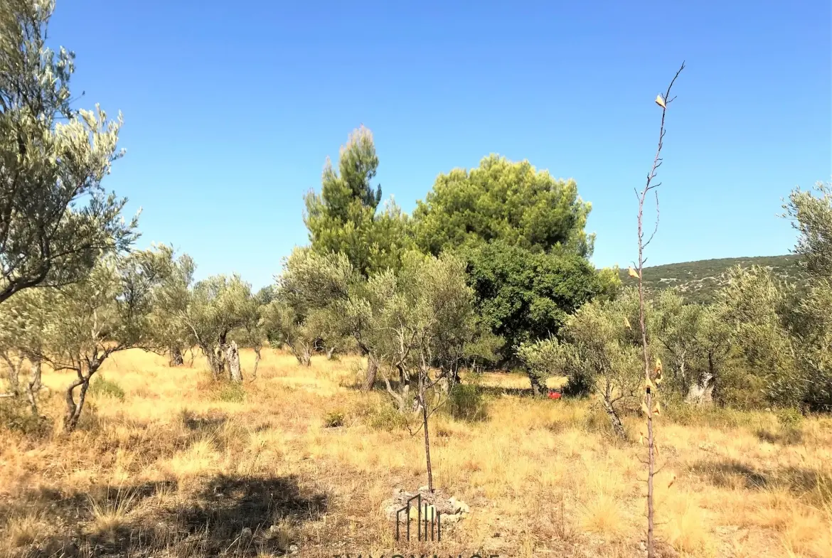 Terrain agricole avec oliviers de 3460 m2 à Aniane 