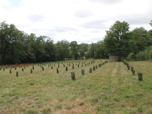 Maison avec 2 granges sur un terrain de plus d'un hectare avec plantation de 300 Charmes Truffier 