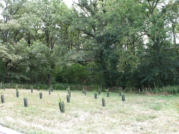 Maison avec 2 granges sur un terrain de plus d'un hectare avec plantation de 300 Charmes Truffier 