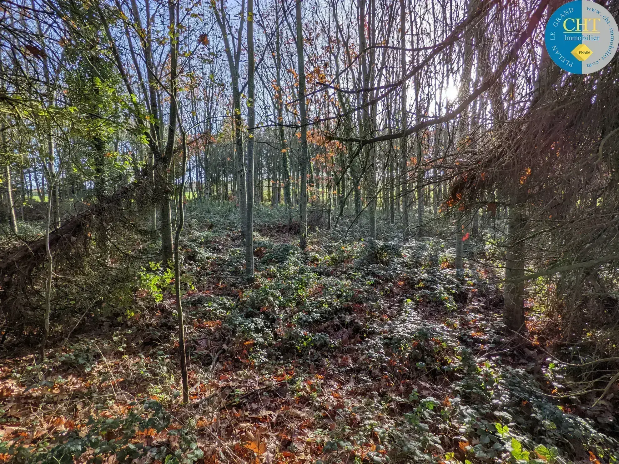 Terrain boisé de 9 550m2 à Guer (56) 