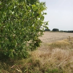 Terrain à bâtir sud Royan Meschers