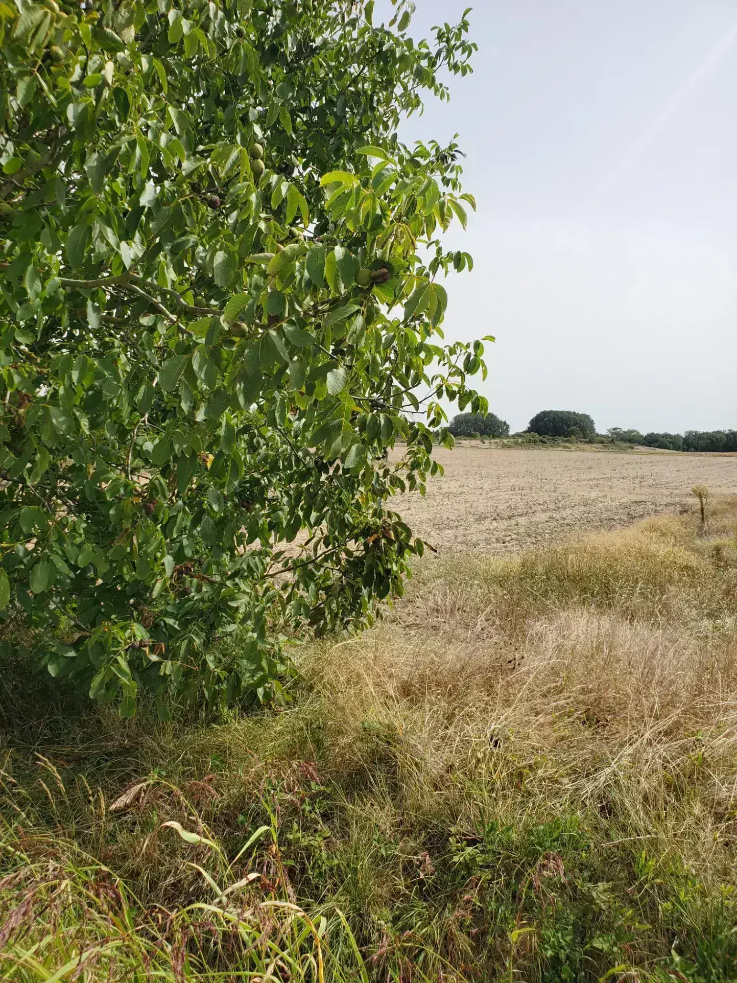Terrain à bâtir sud Royan Meschers 