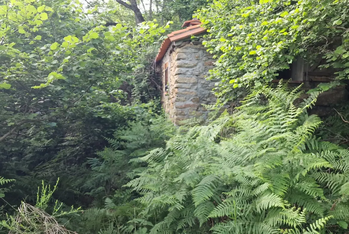 Terrain avec mazet à vendre à Montferrer - 10,9 hectares 