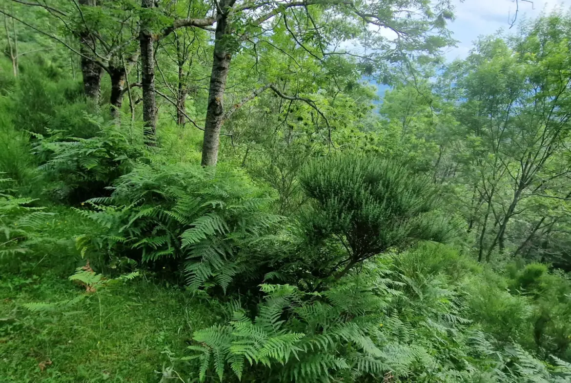 Terrain avec mazet à vendre à Montferrer - 10,9 hectares 