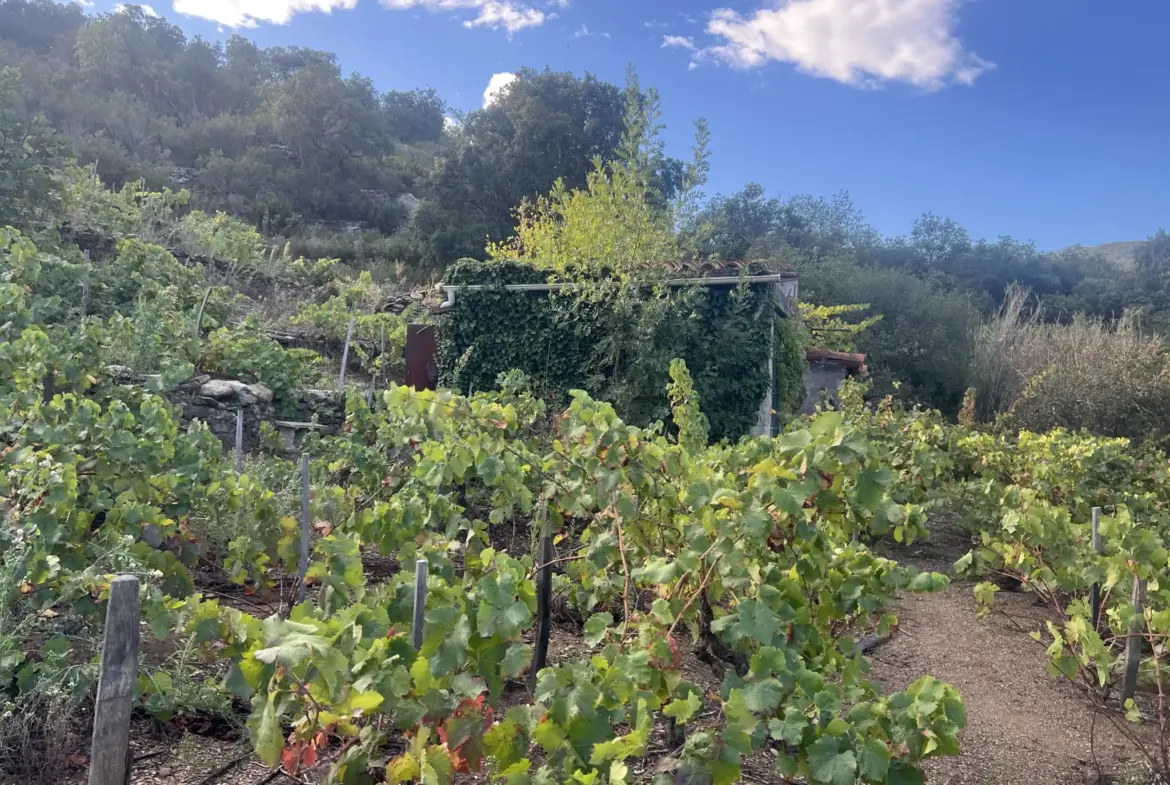 Vente d'un terrain agricole de 24 401 m² à Collioure 