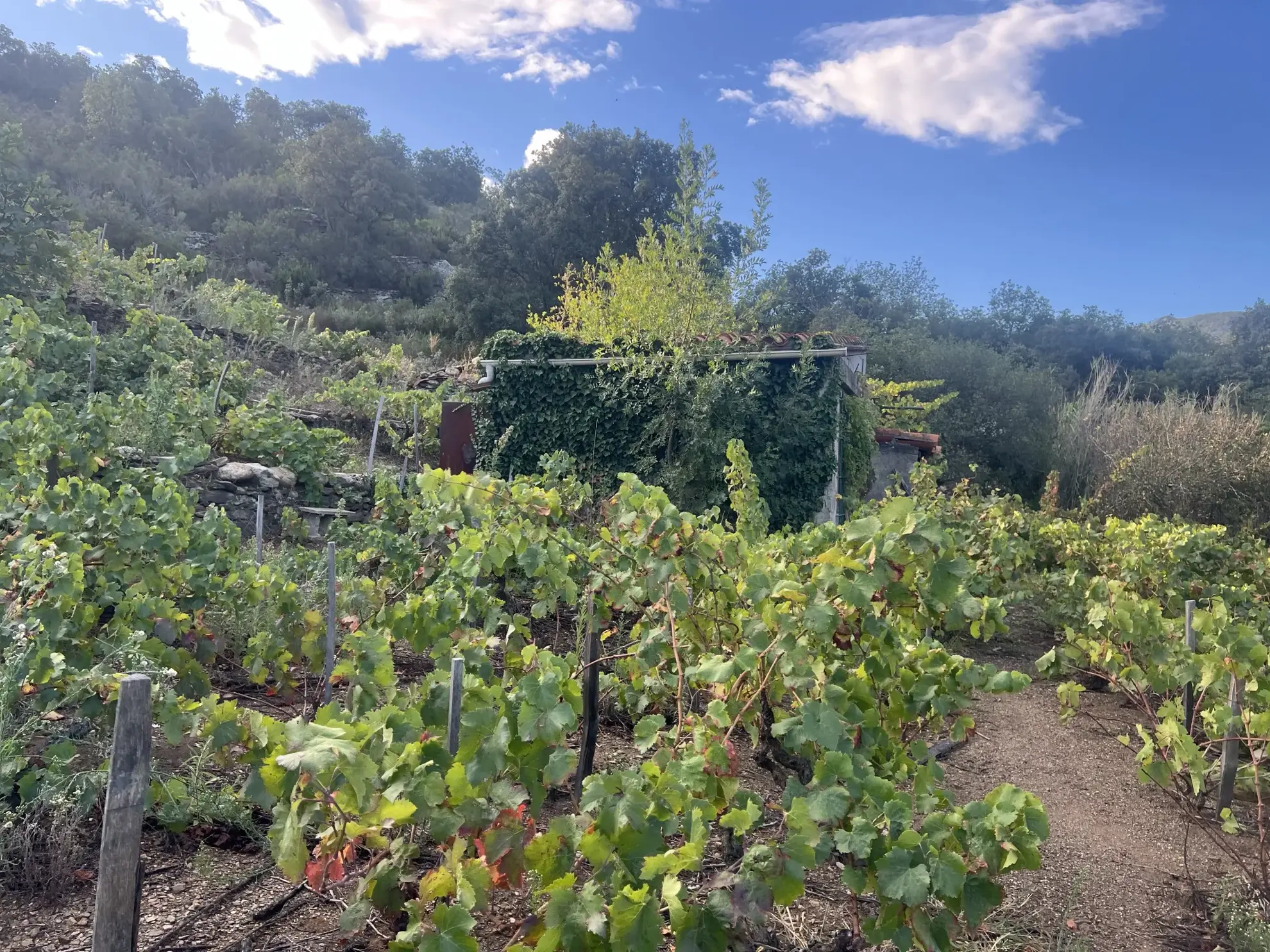 Vente d'un terrain agricole de 24 401 m² à Collioure 