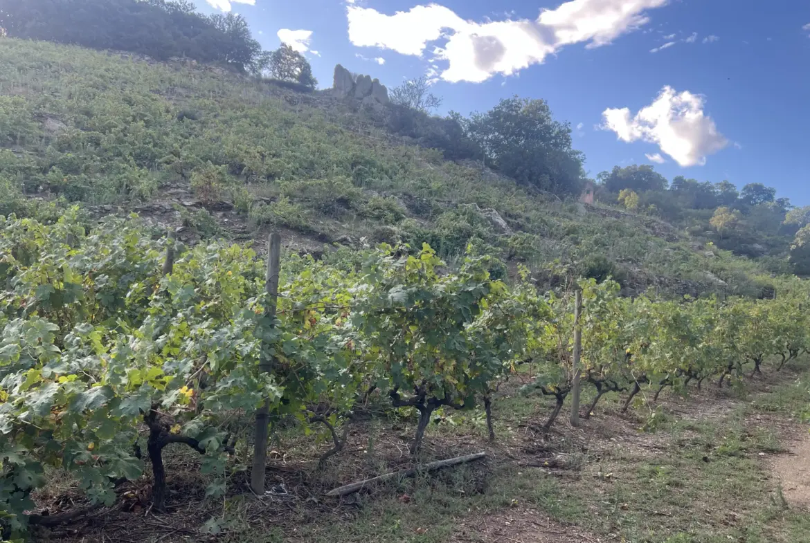 Vente d'un terrain agricole de 24 401 m² à Collioure 