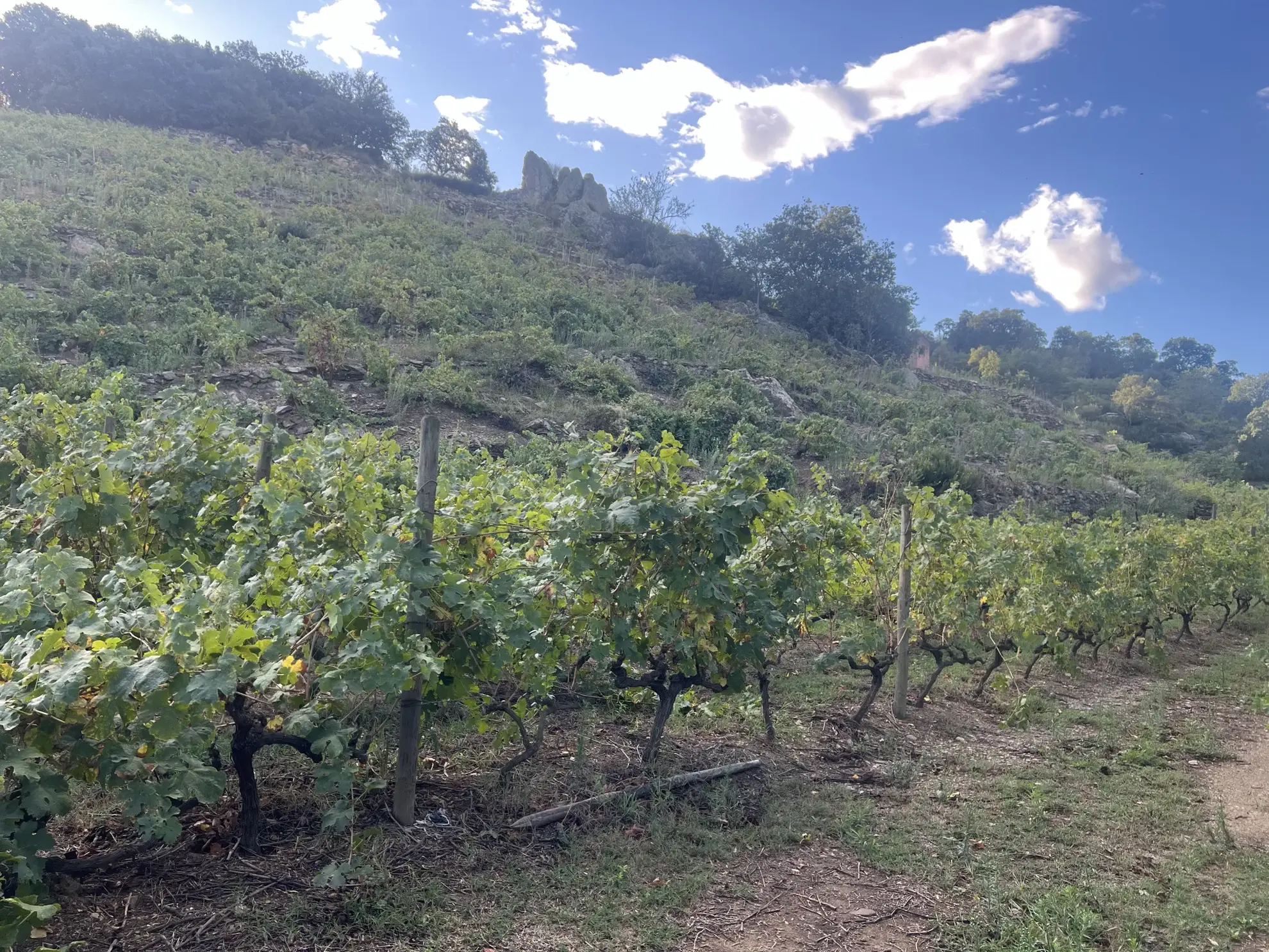 Vente d'un terrain agricole de 24 401 m² à Collioure 