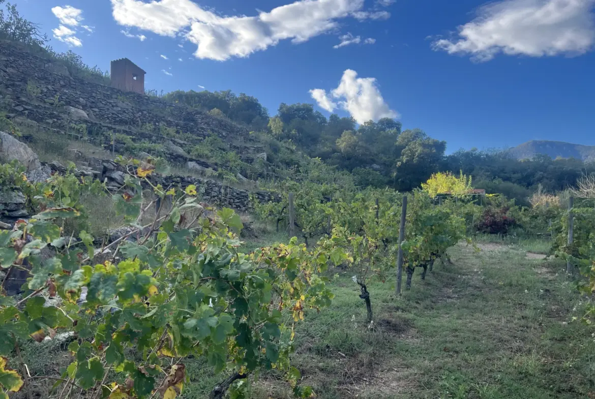 Vente d'un terrain agricole de 24 401 m² à Collioure 