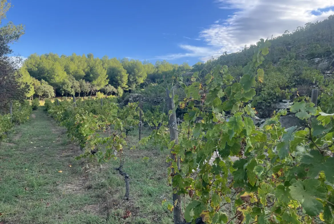 Vente d'un terrain agricole de 24 401 m² à Collioure 
