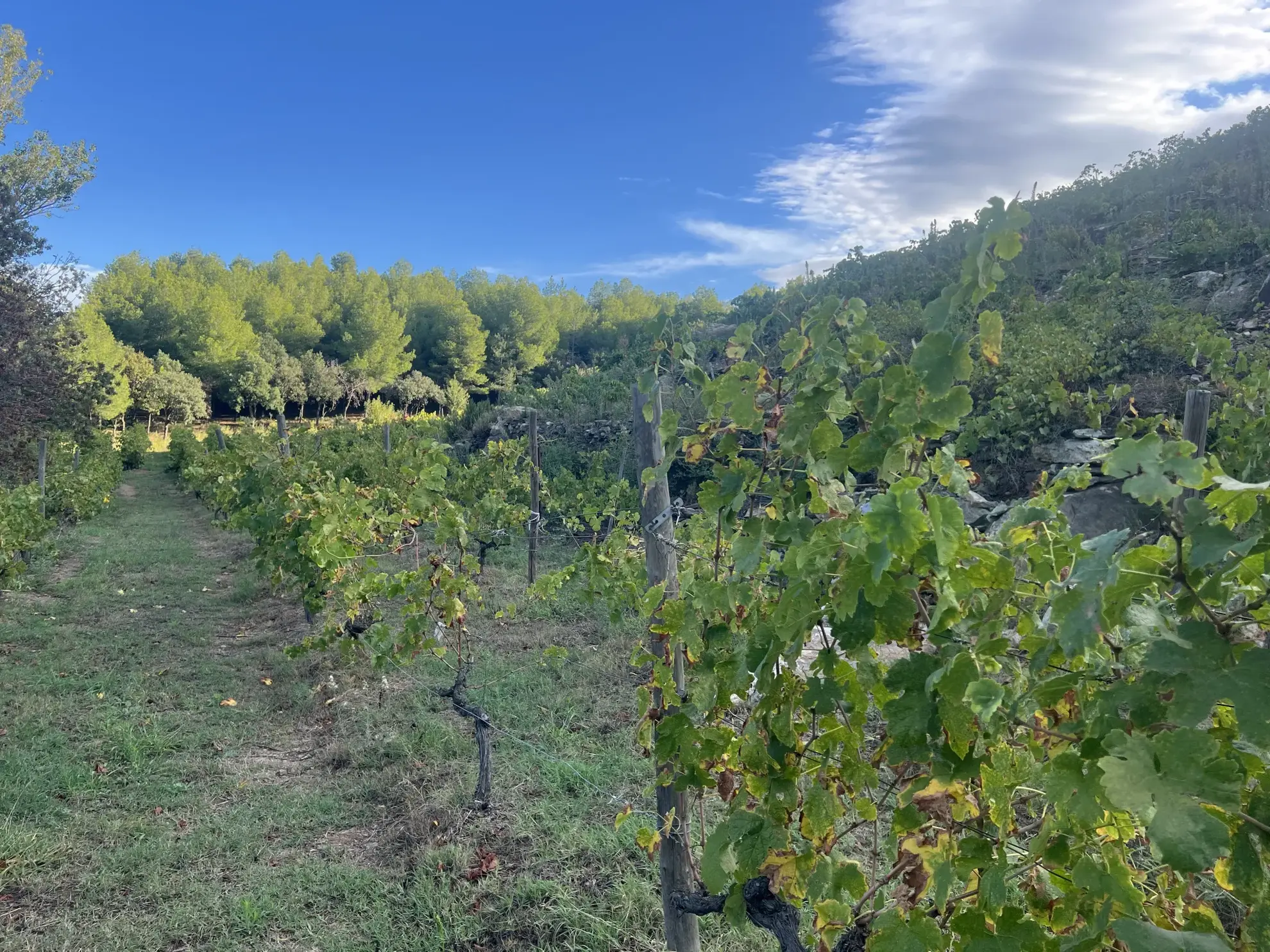 Vente d'un terrain agricole de 24 401 m² à Collioure 