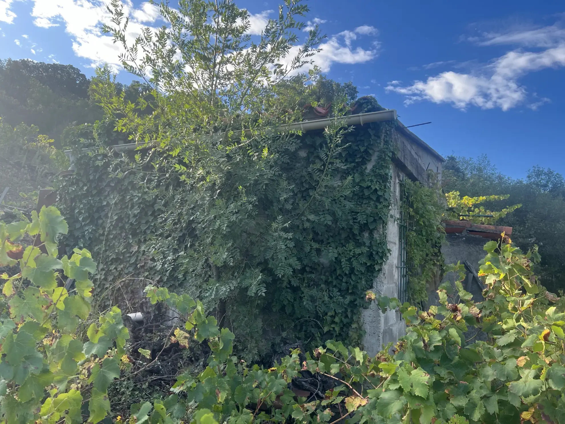 Vente d'un terrain agricole de 24 401 m² à Collioure 