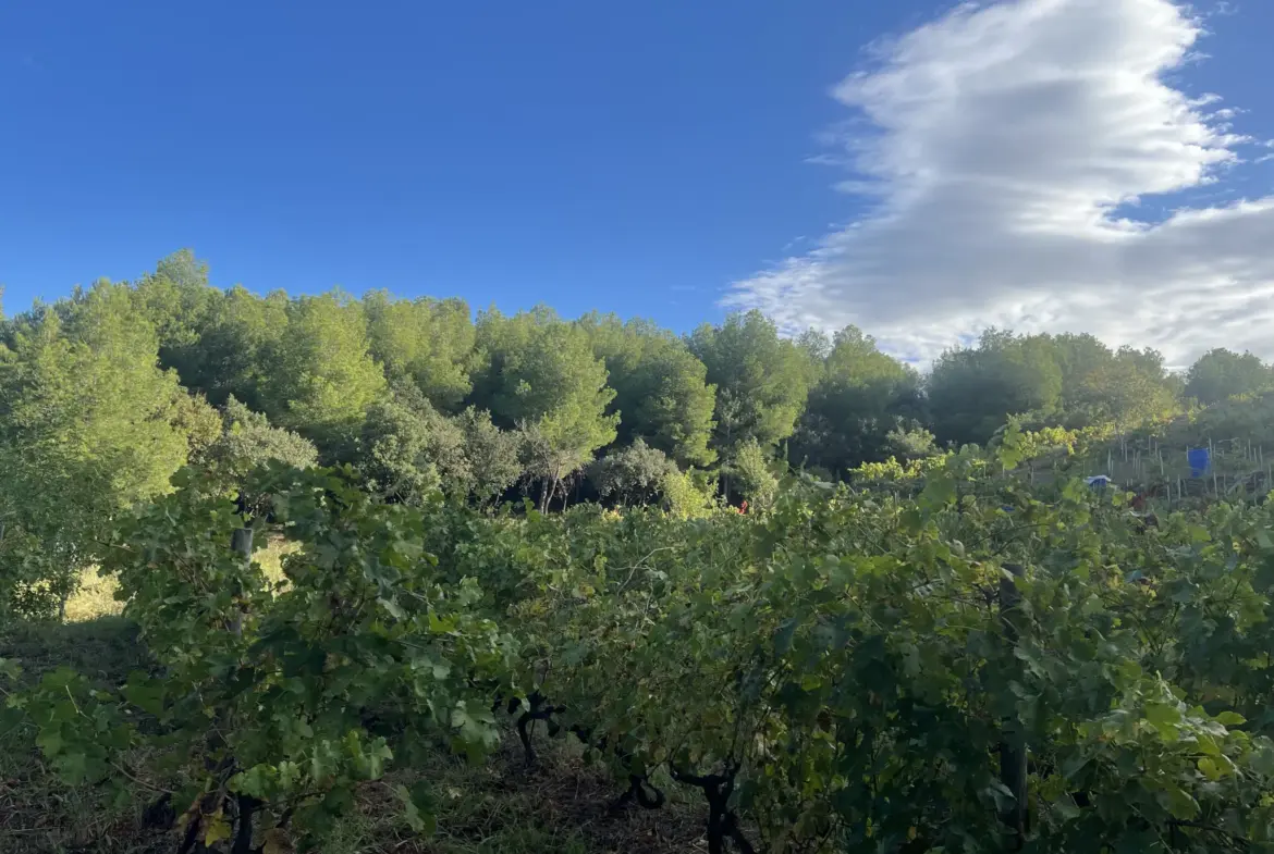 Vente d'un terrain agricole de 24 401 m² à Collioure 