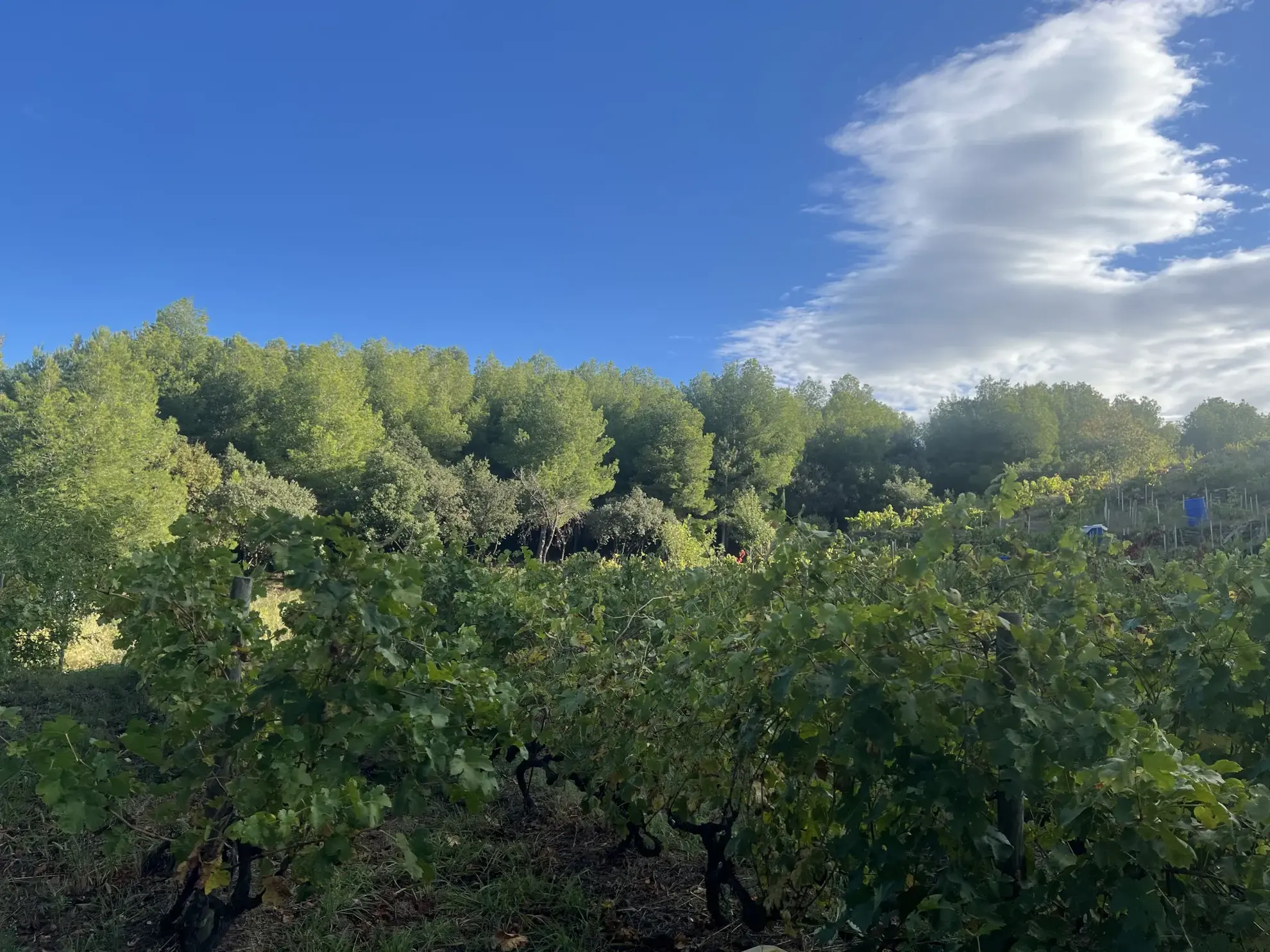 Vente d'un terrain agricole de 24 401 m² à Collioure 