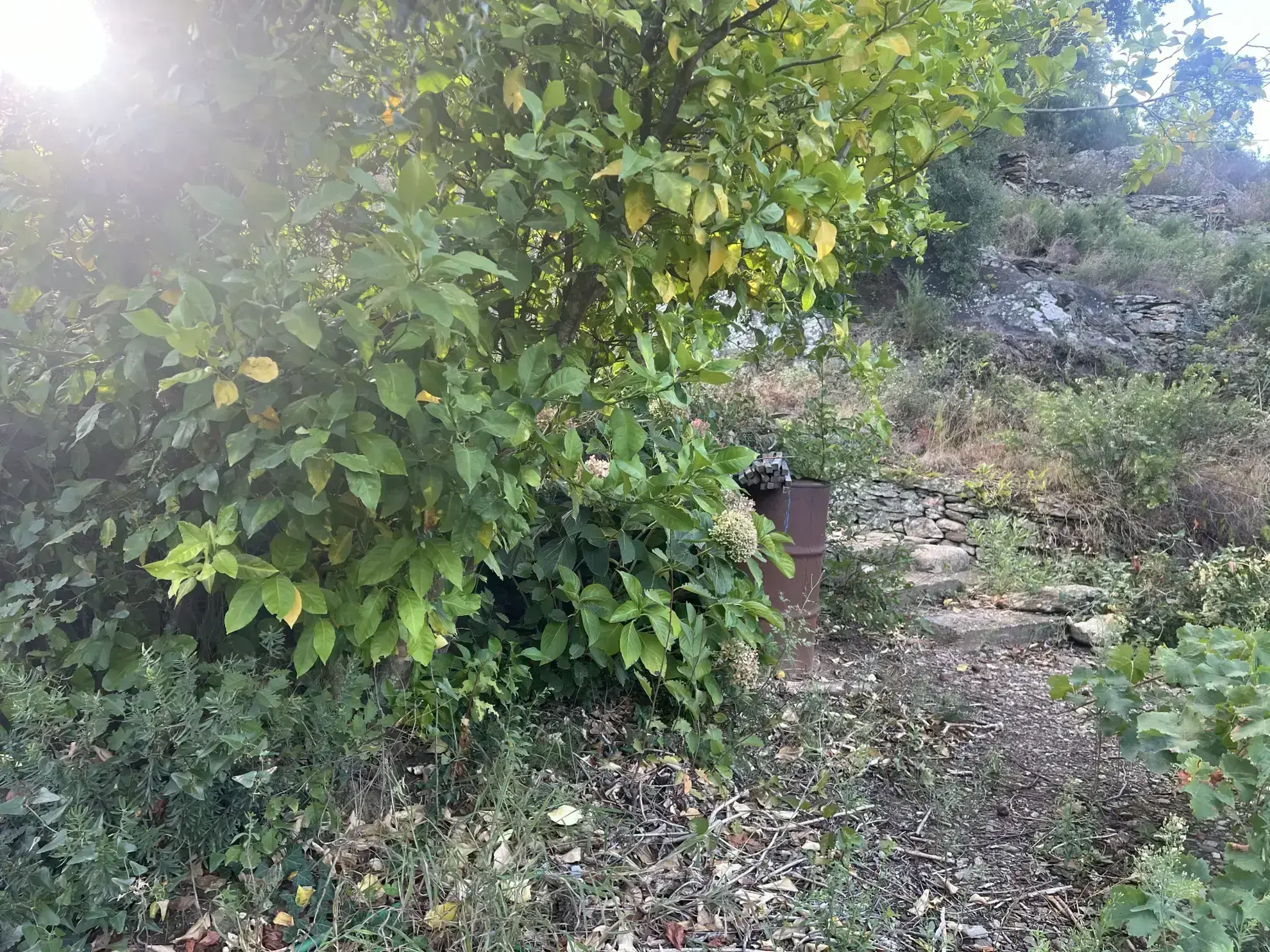 Vente d'un terrain agricole de 24 401 m² à Collioure 