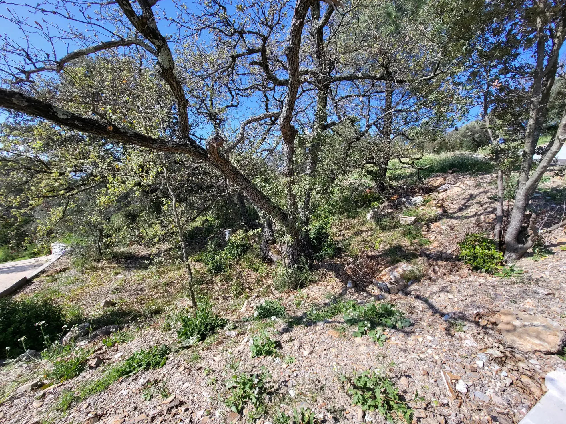 Terrain à bâtir viabilisé à Pierrefeu du Var avec vue dominante 
