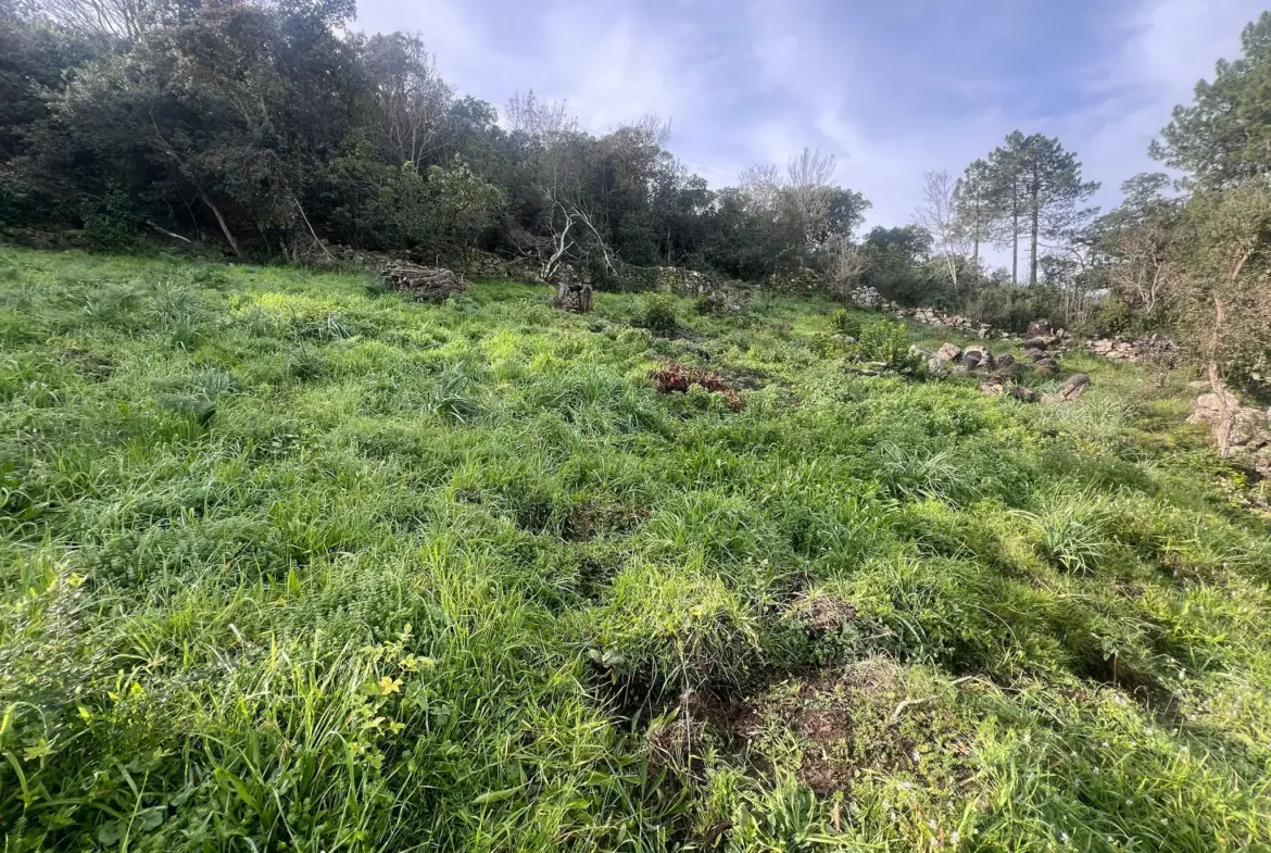 Sari Solenzara : Terrain avec Vue Mer et Permis de Construire 