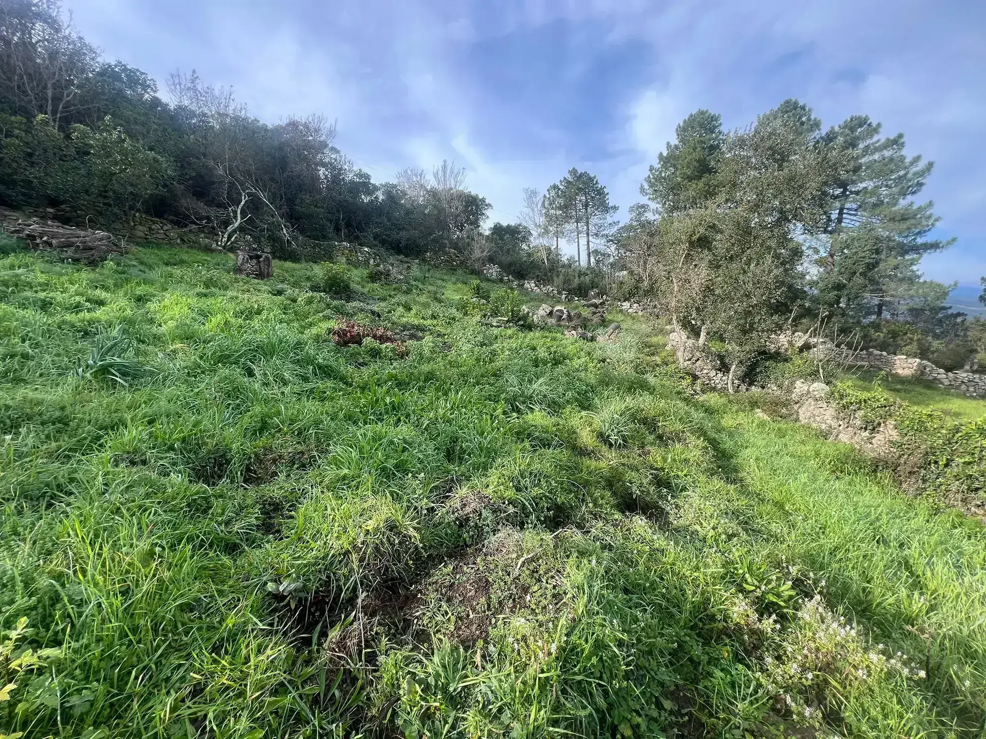 Sari Solenzara : Terrain avec Vue Mer et Permis de Construire 