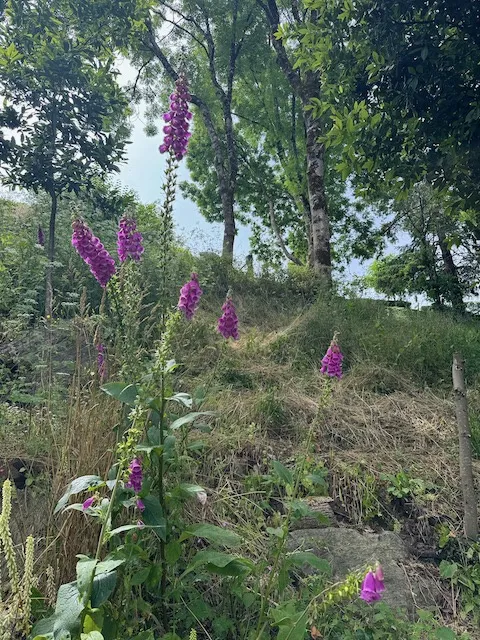 Terrain à bâtir avec vue dégagée sur la rivière à Château-Guibert 