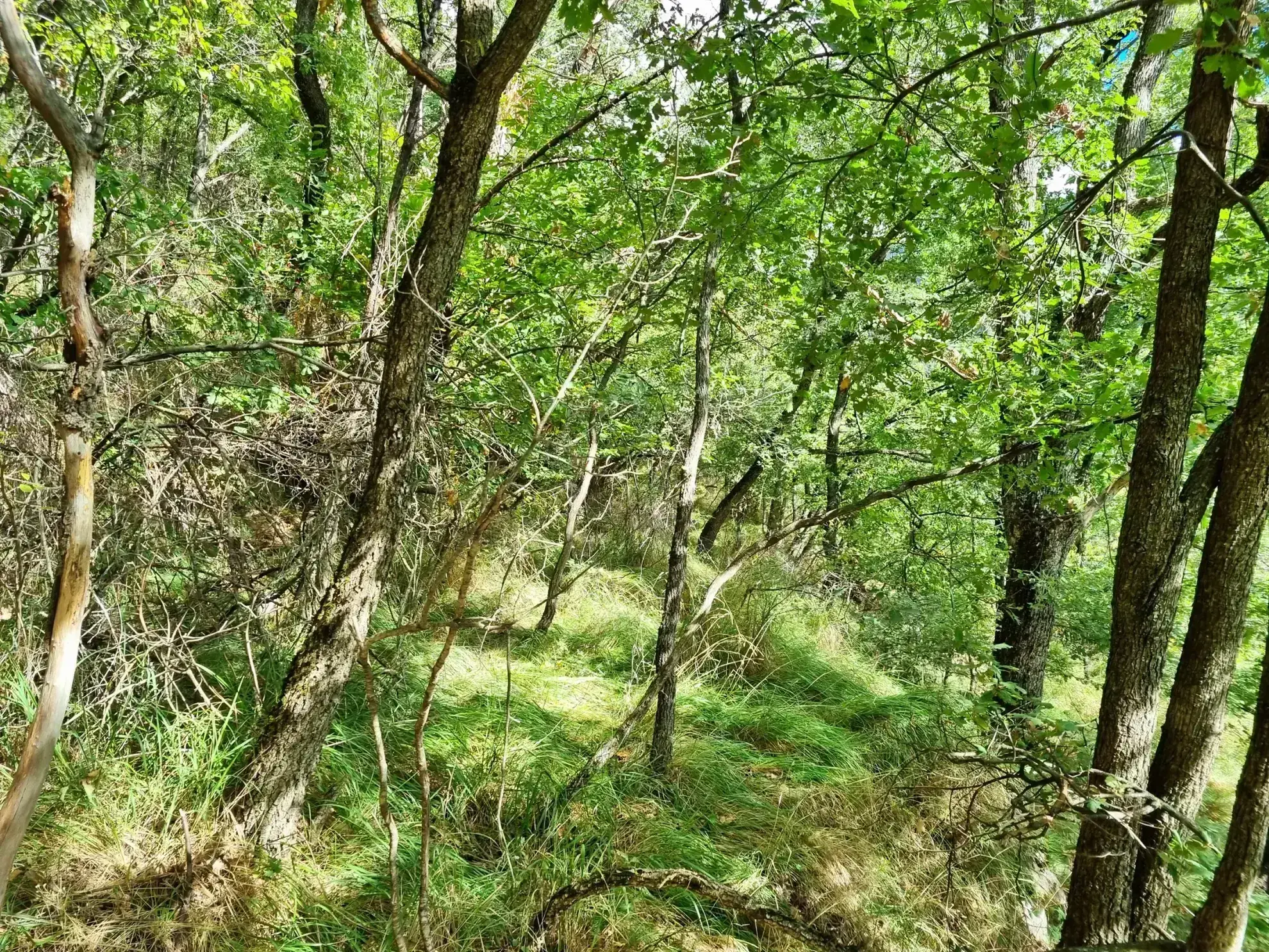 Terrain de Loisir de 1252 m2 aux Adrets, près de Belvédère 