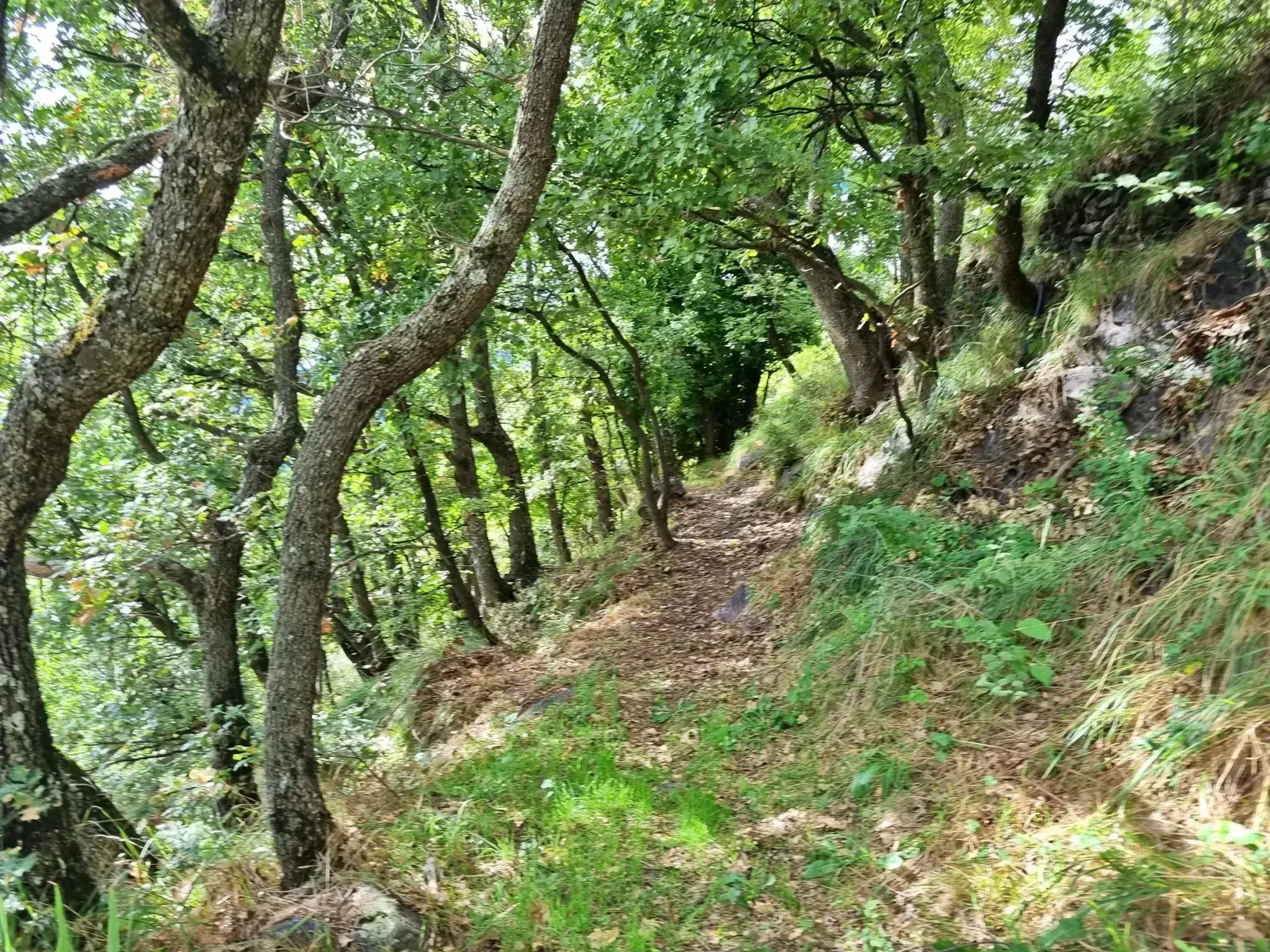 Terrain de Loisir de 1252 m2 aux Adrets, près de Belvédère 