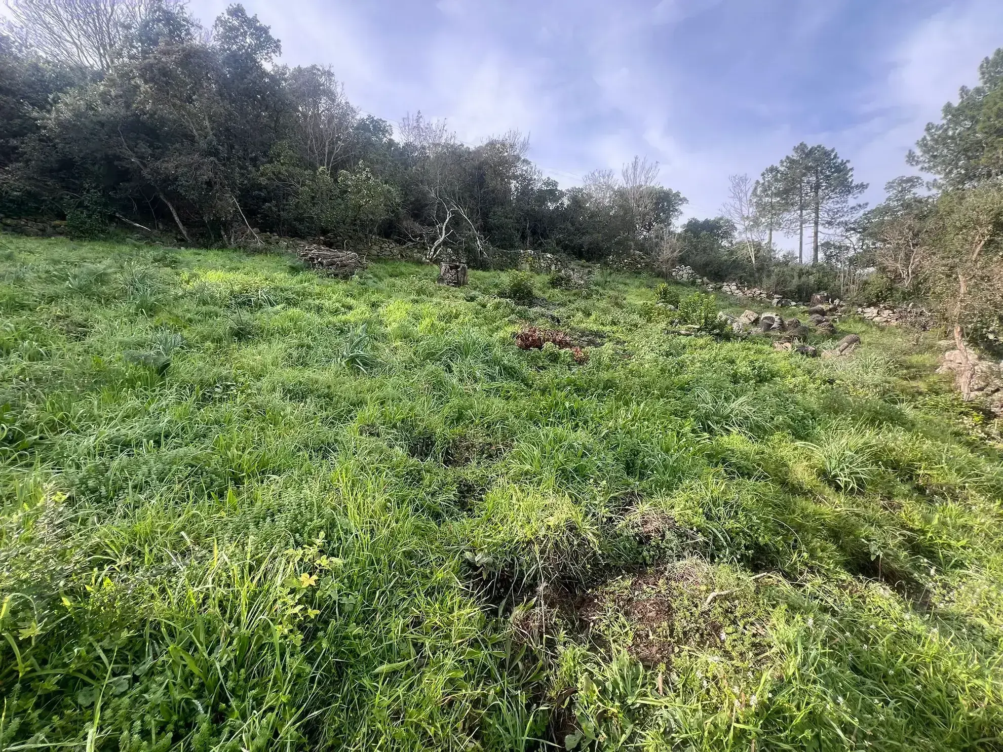 Vente de Terrain avec Vue Mer à Sari Solenzara - 1193 m2 