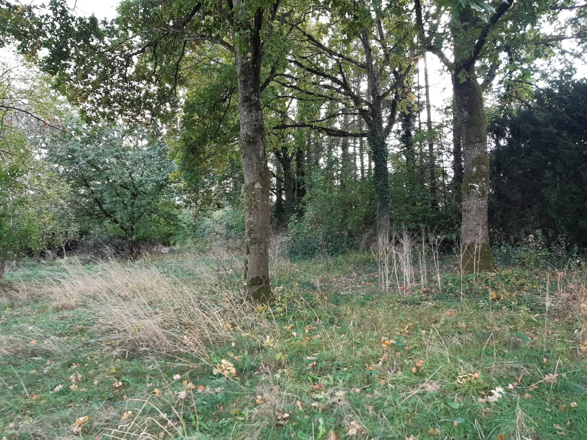 Terrain boisé de 31 ares à Puzieux, constructible et proche de Delme 