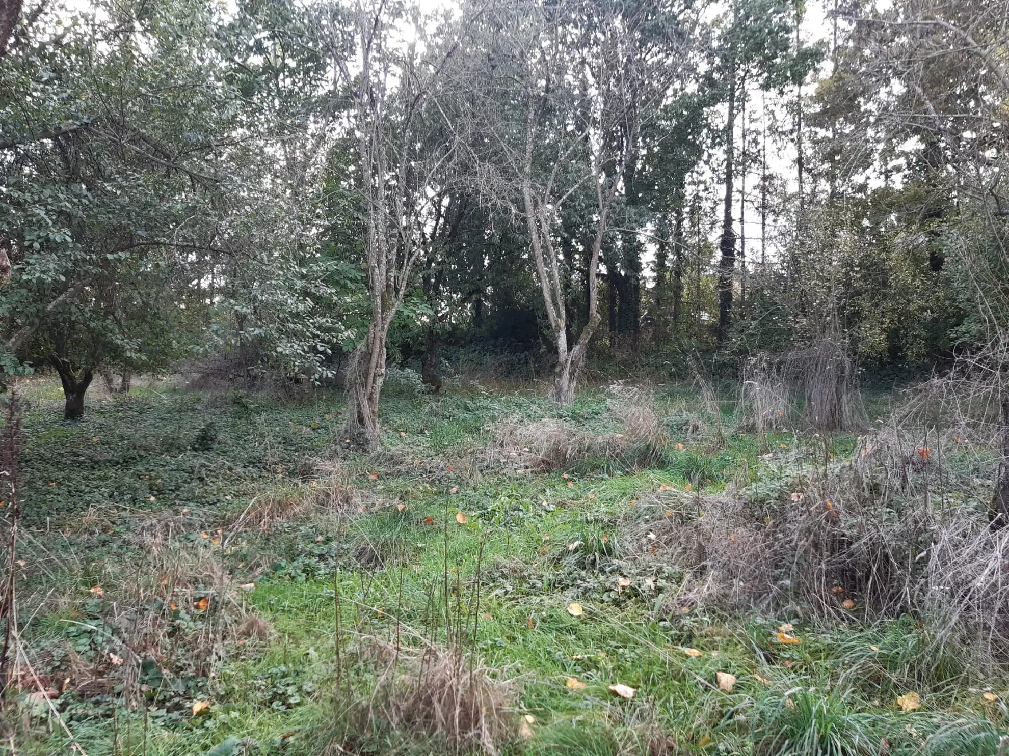 Terrain boisé de 31 ares à Puzieux, constructible et proche de Delme 