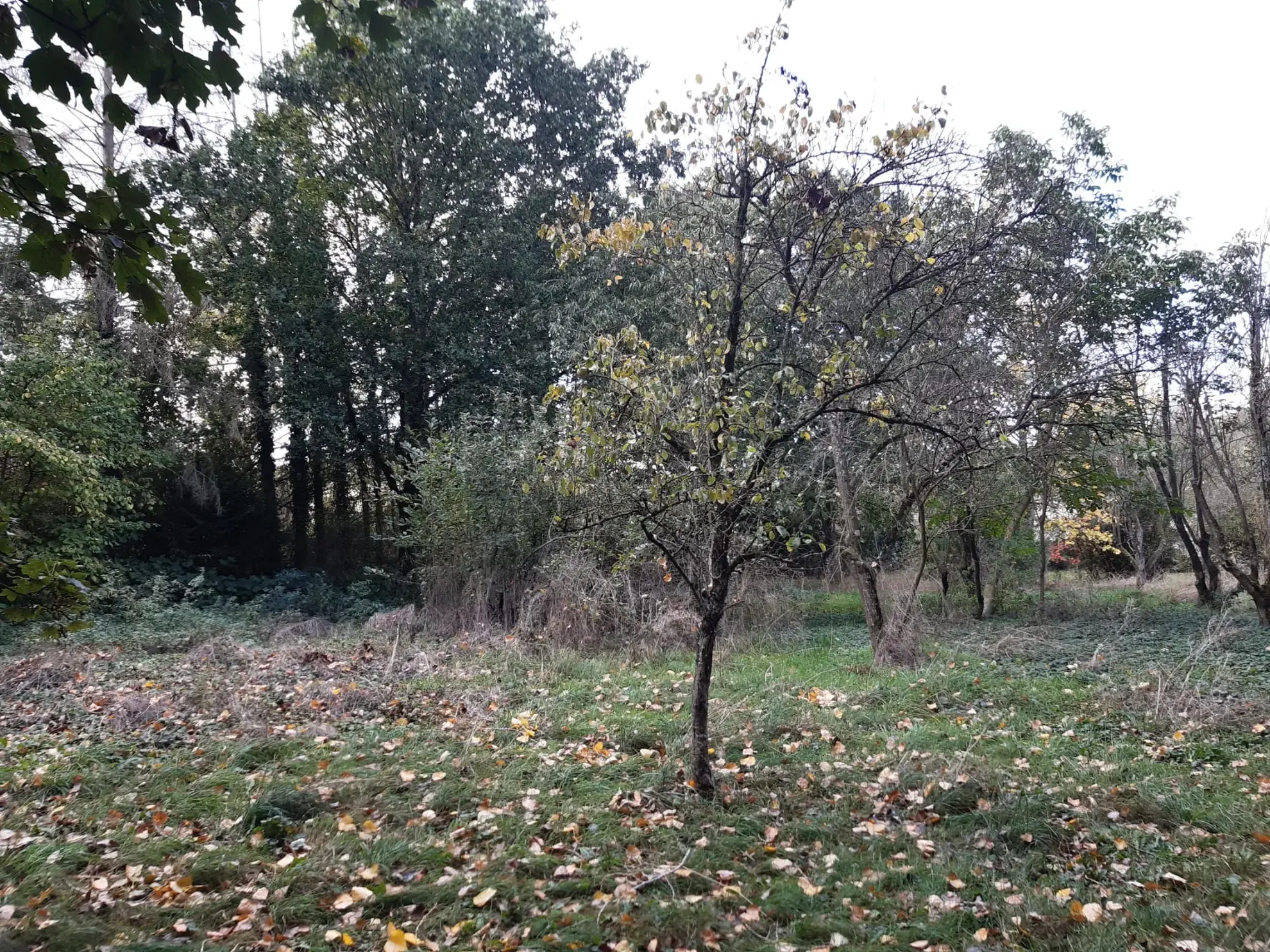 Terrain boisé de 31 ares à Puzieux, constructible et proche de Delme 