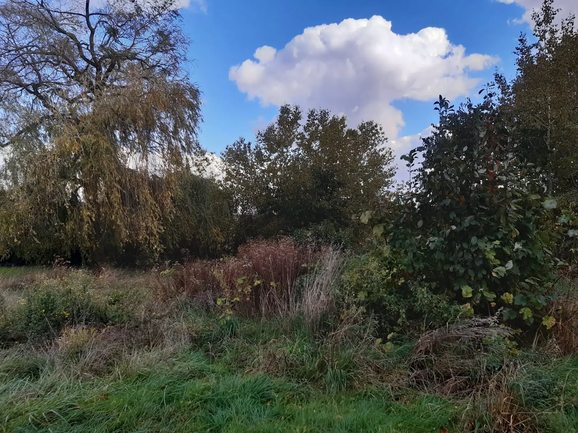 Terrain boisé de 31 ares à Puzieux, constructible et proche de Delme 