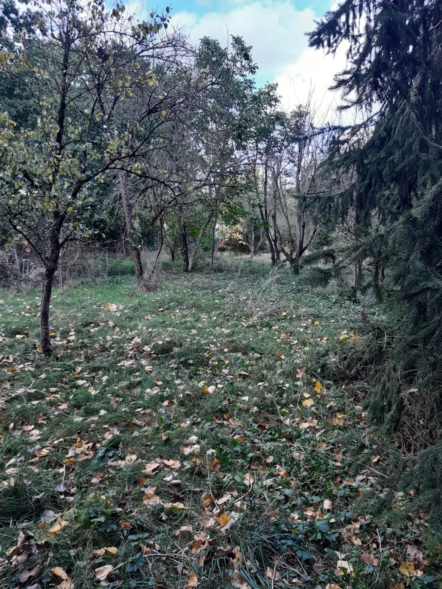 Terrain boisé de 31 ares à Puzieux, constructible et proche de Delme 