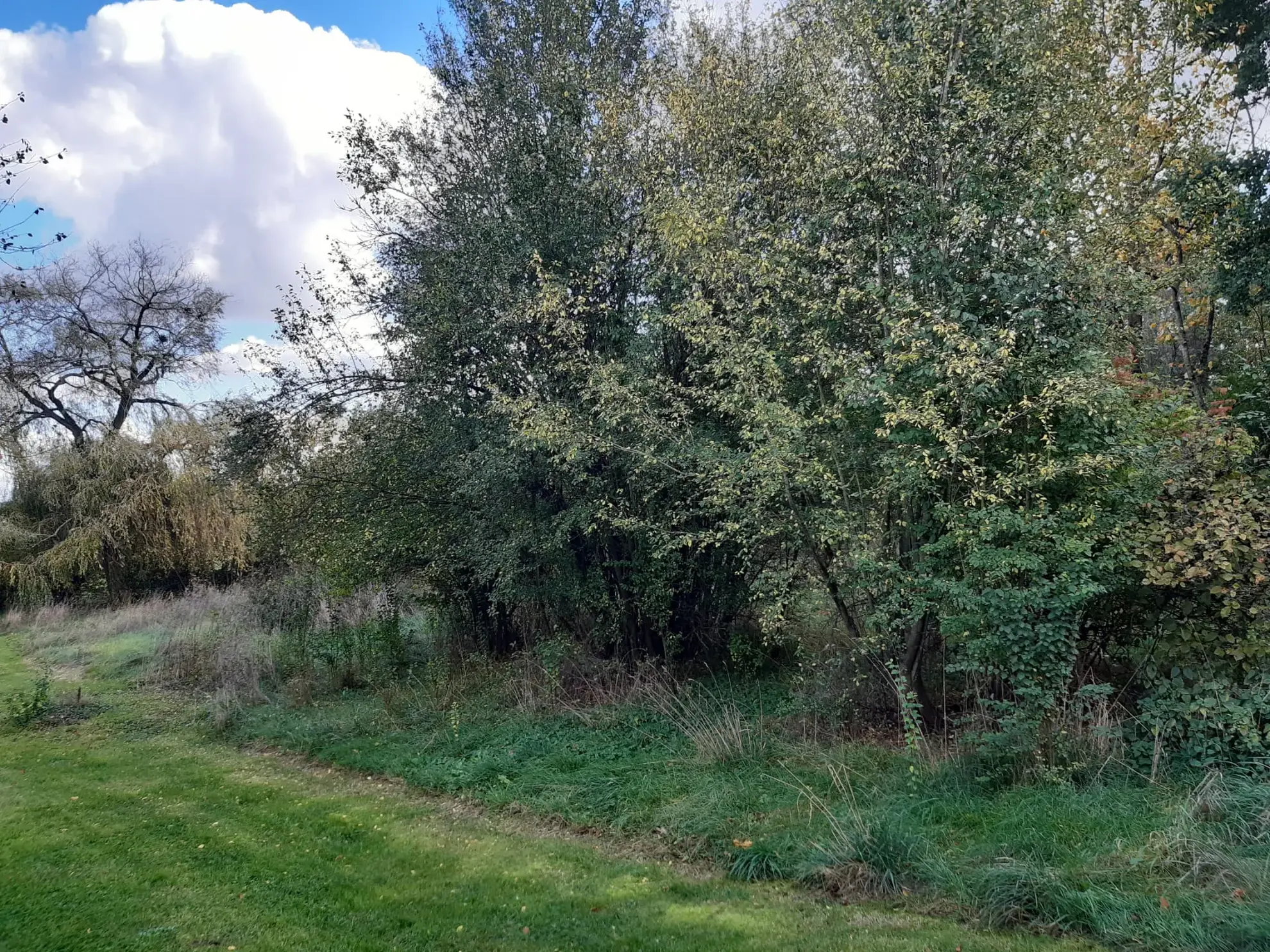 Terrain boisé de 31 ares à Puzieux, constructible et proche de Delme 