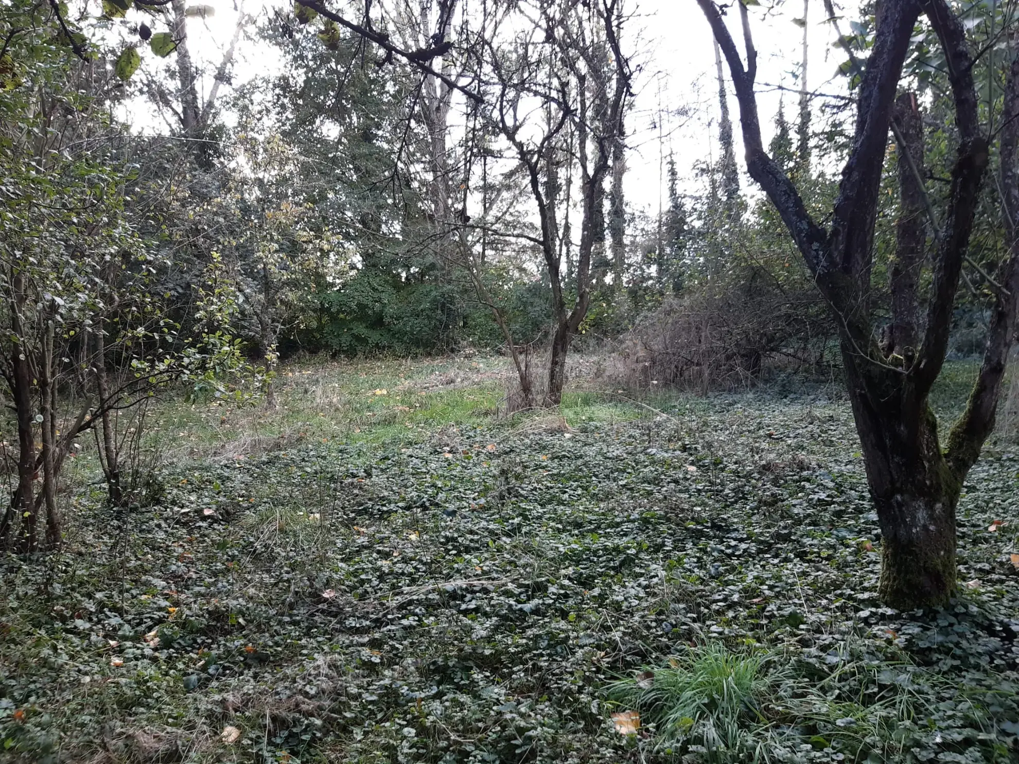 Terrain boisé de 31 ares à Puzieux, constructible et proche de Delme 
