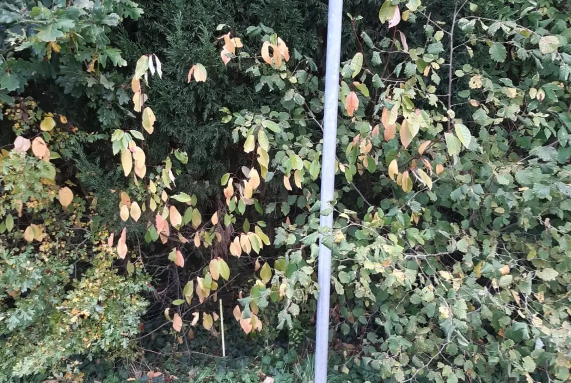 Terrain boisé de 31 ares à Puzieux, constructible et proche de Delme 