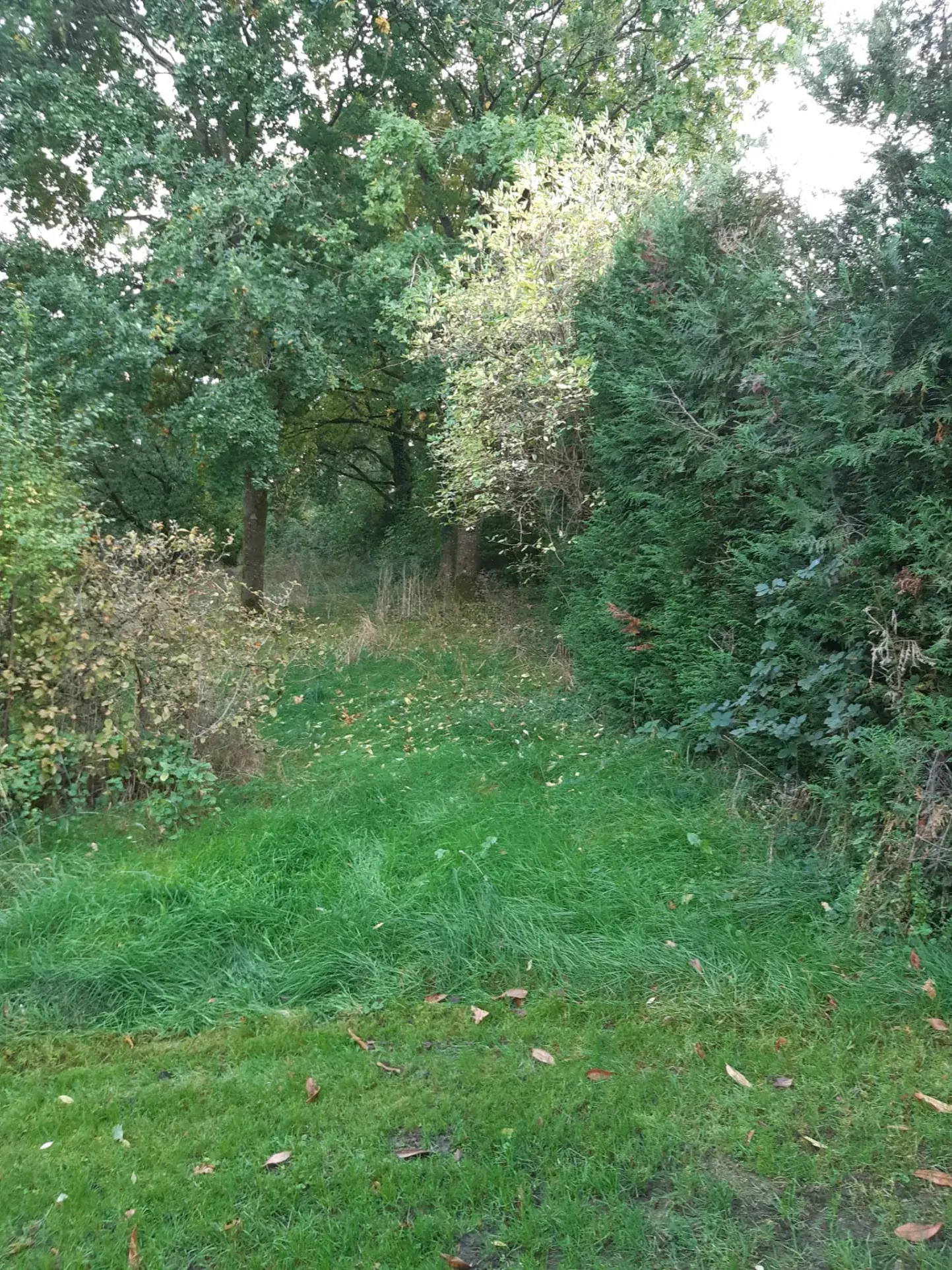 Terrain boisé de 31 ares à Puzieux, constructible et proche de Delme 