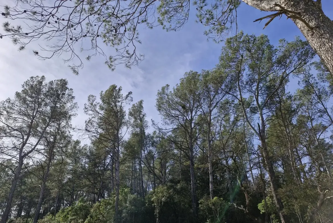 Terrain constructible de 1514 m² à Belgentier avec permis de construire 