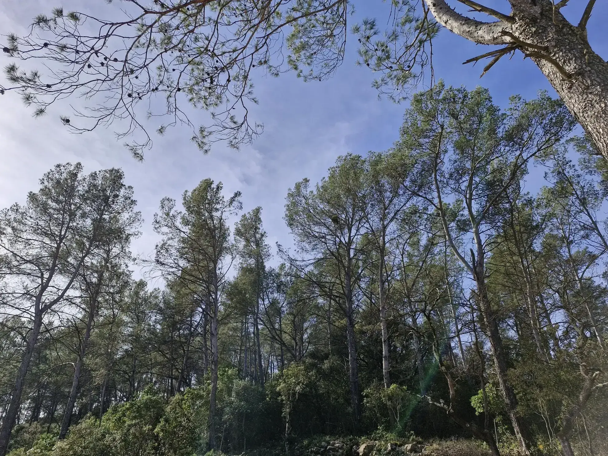 Terrain constructible de 1514 m² à Belgentier avec permis de construire 