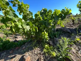 Terrain agricole à Port-Vendres avec vignobles et vue mer - 6170 m² 