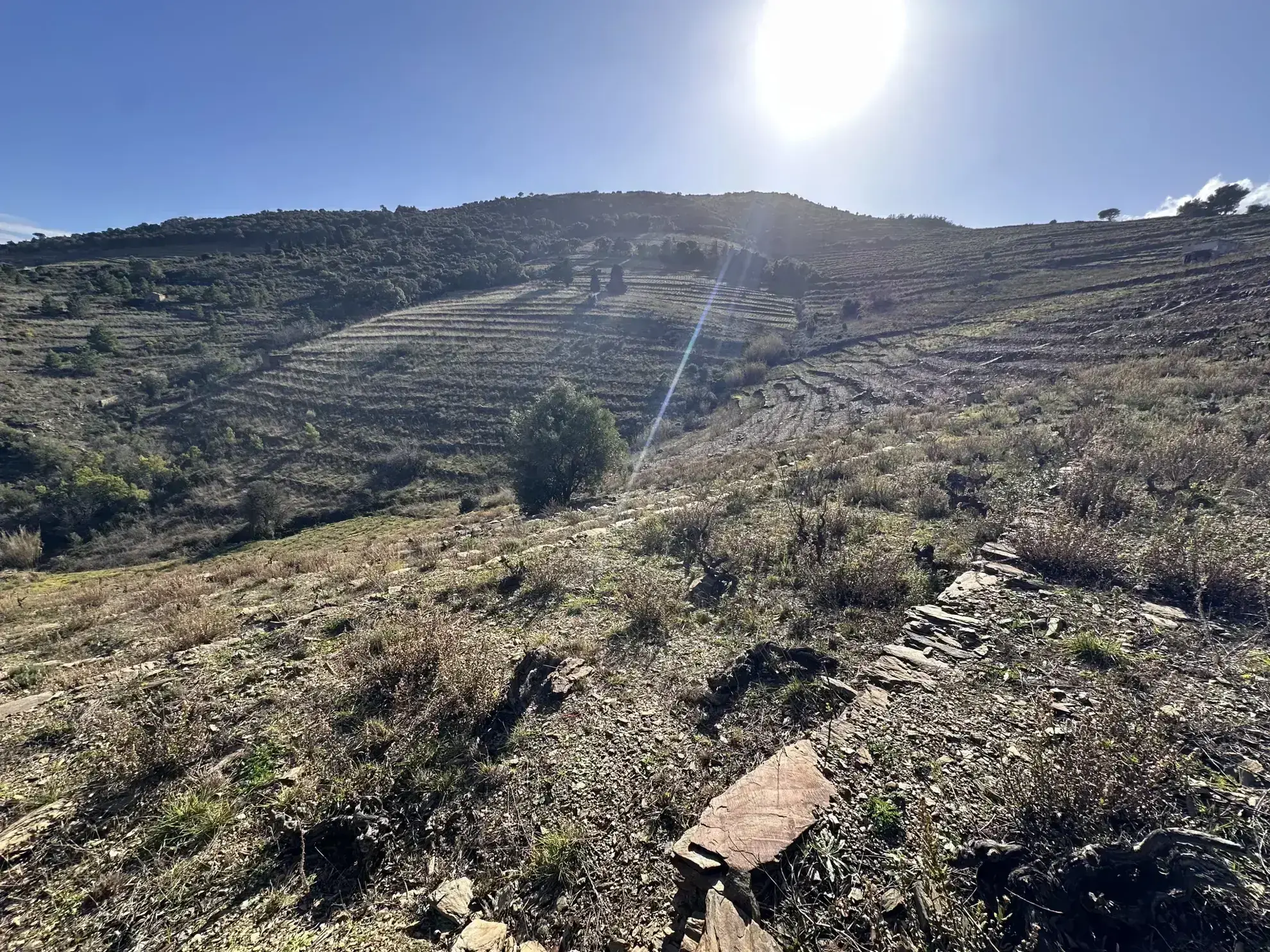 Terrain agricole à Port-Vendres avec vignobles et vue mer - 6170 m² 
