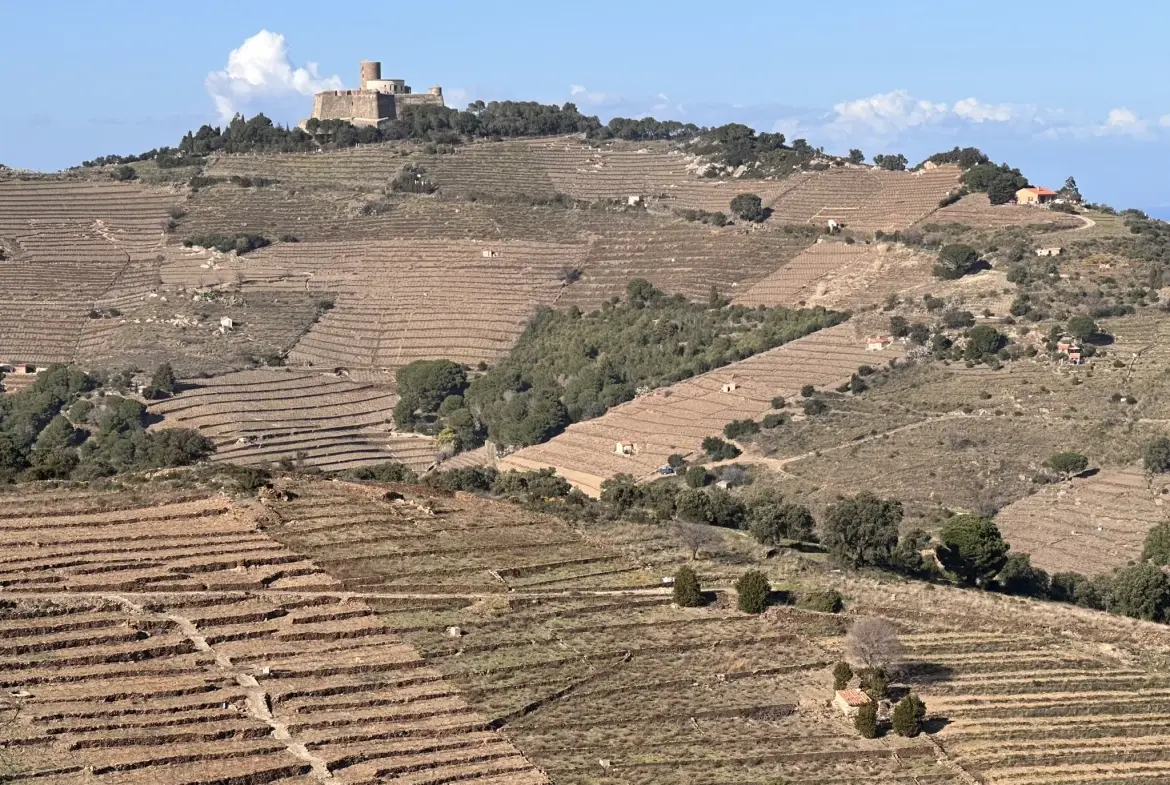 Terrain agricole à Port-Vendres avec vignobles et vue mer - 6170 m² 