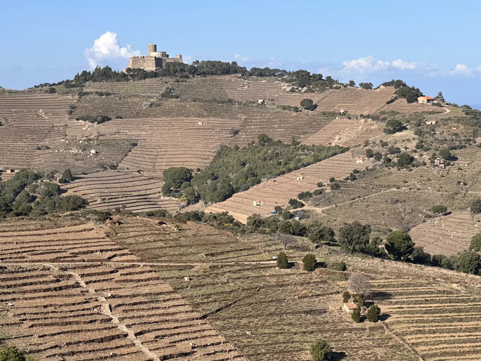 Terrain agricole à Port-Vendres avec vignobles et vue mer - 6170 m² 