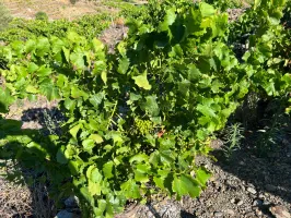 Terrain agricole à Port-Vendres avec vignobles et vue mer - 6170 m² 