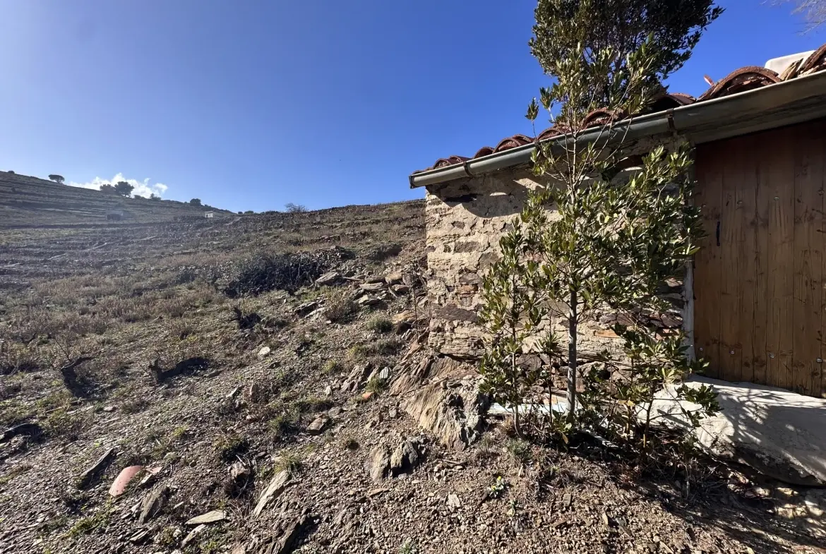 Terrain agricole à Port-Vendres avec vignobles et vue mer - 6170 m² 