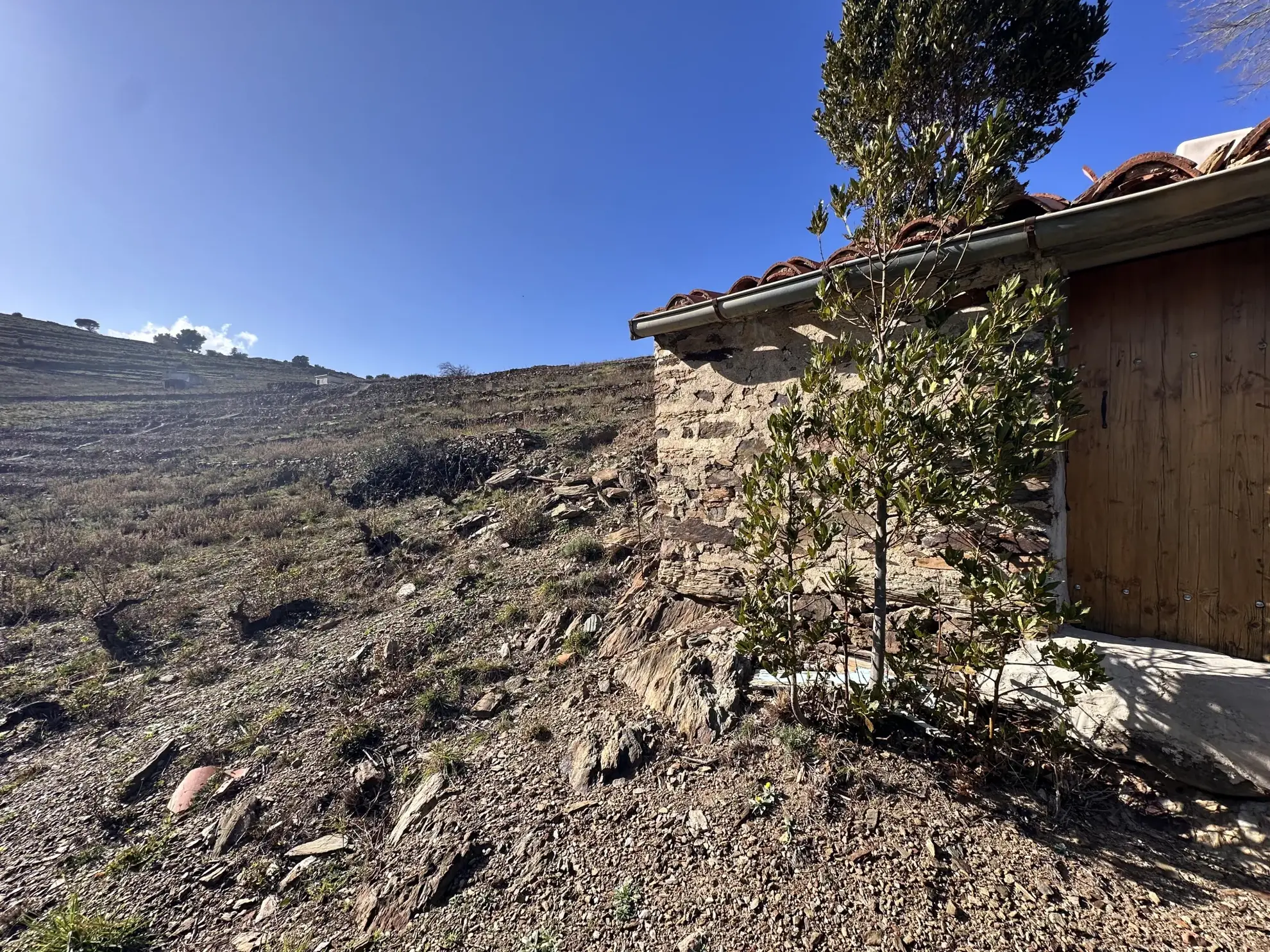 Terrain agricole à Port-Vendres avec vignobles et vue mer - 6170 m² 