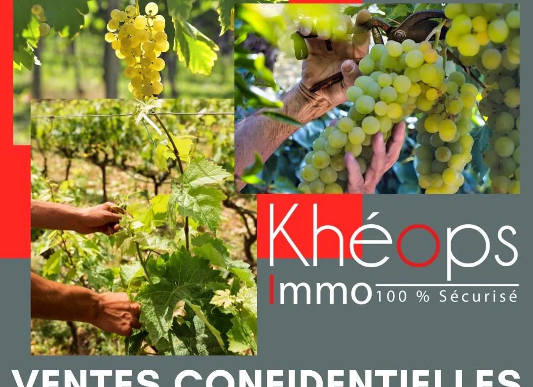 Vente de parcelles de vignes en AOC Sauternes – 2,5 hectares de qualité exceptionnelle 